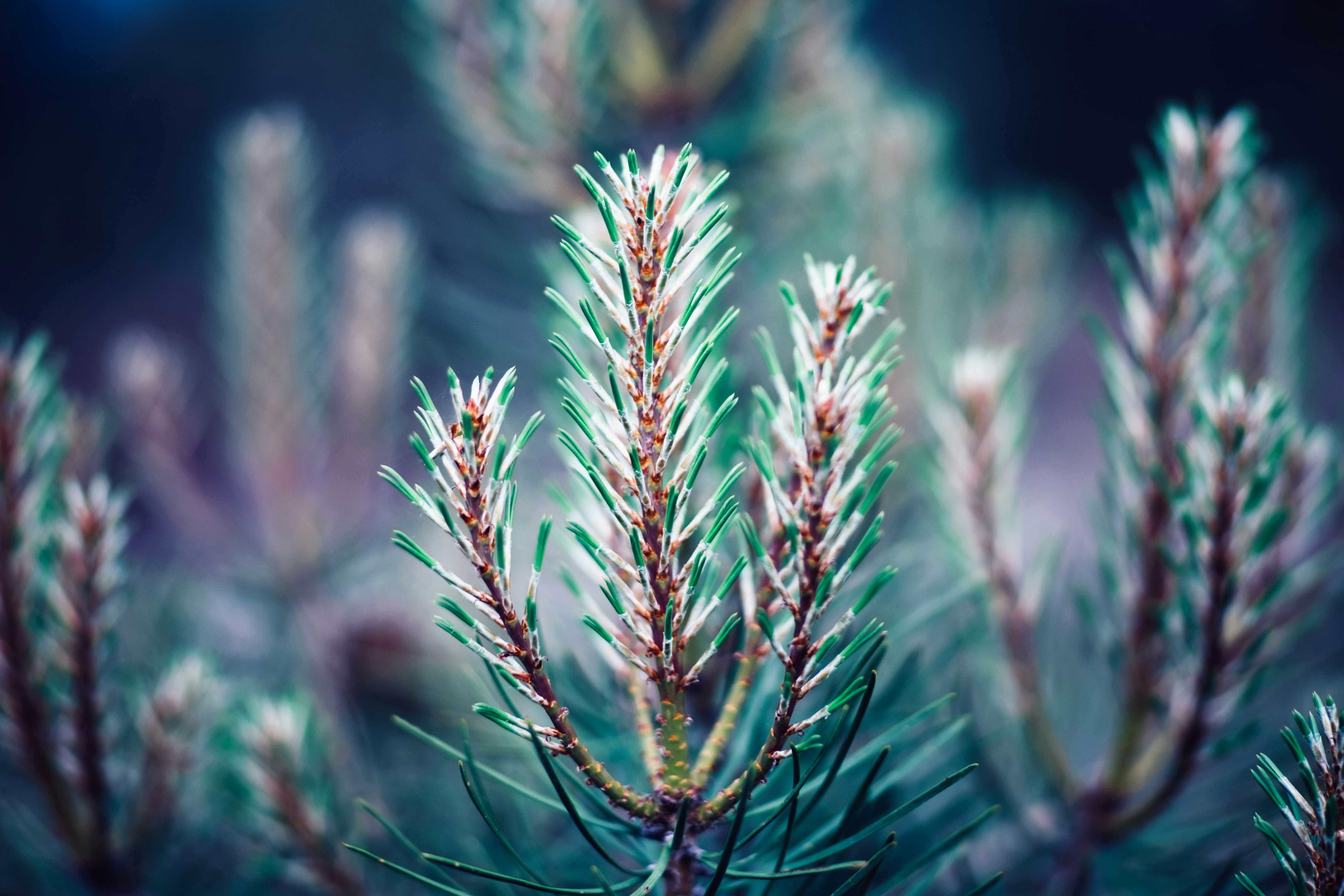 selective focus photography of green pine tree